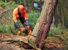 Best Storm Damage Tree Cleanup  in USA